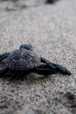 Journey of the Wise Tortoise! A Tale of Resilience and Wisdom from Ancient South Africa